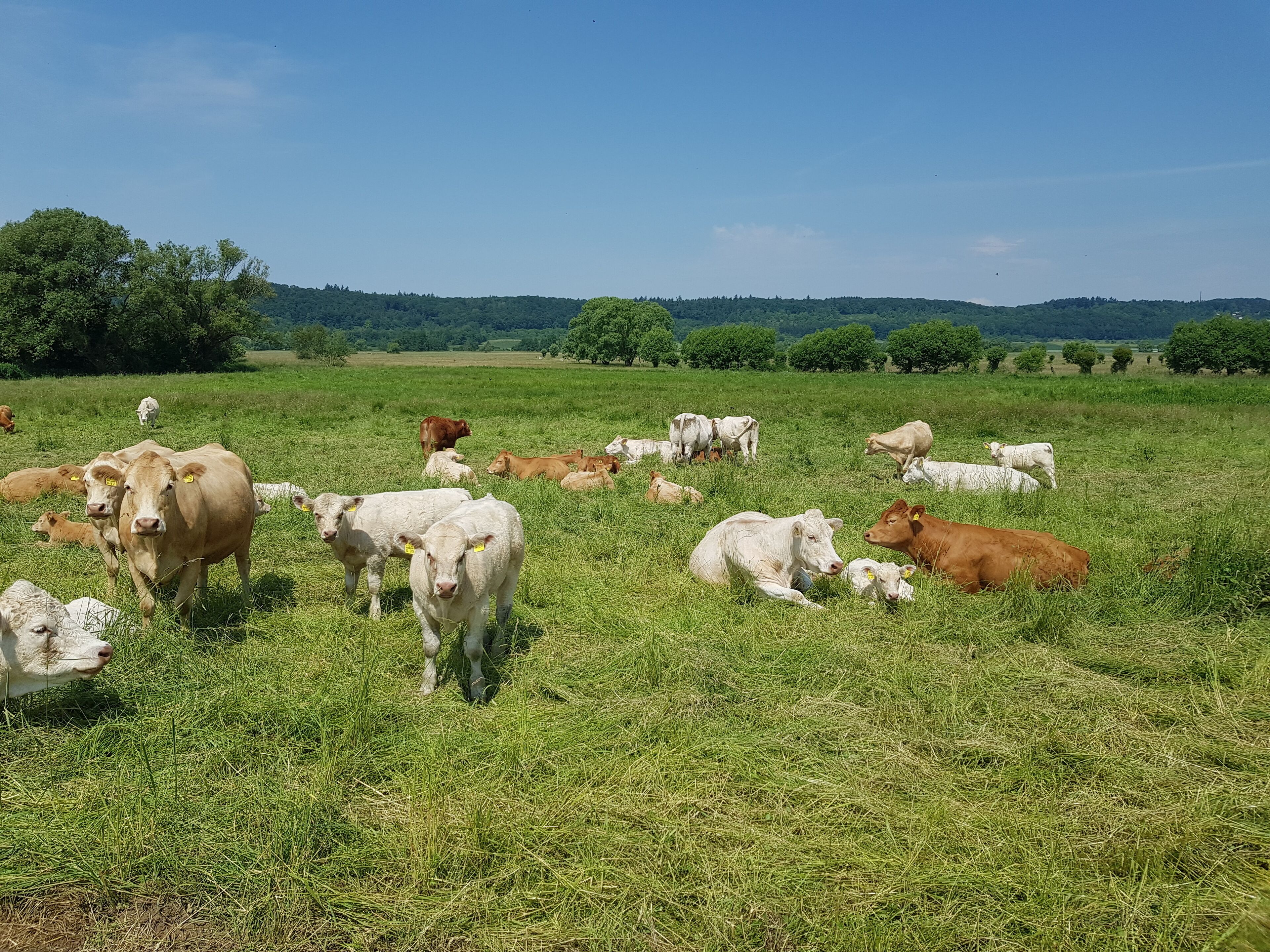 Man sieht glückliche Biokühe , die auf einer Wetterauer Weide grasen.