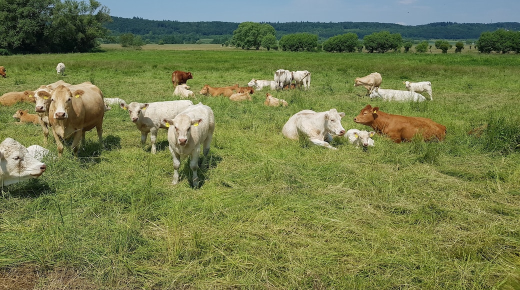 Man sieht glückliche Biokühe , die auf einer Wetterauer Weide grasen.
