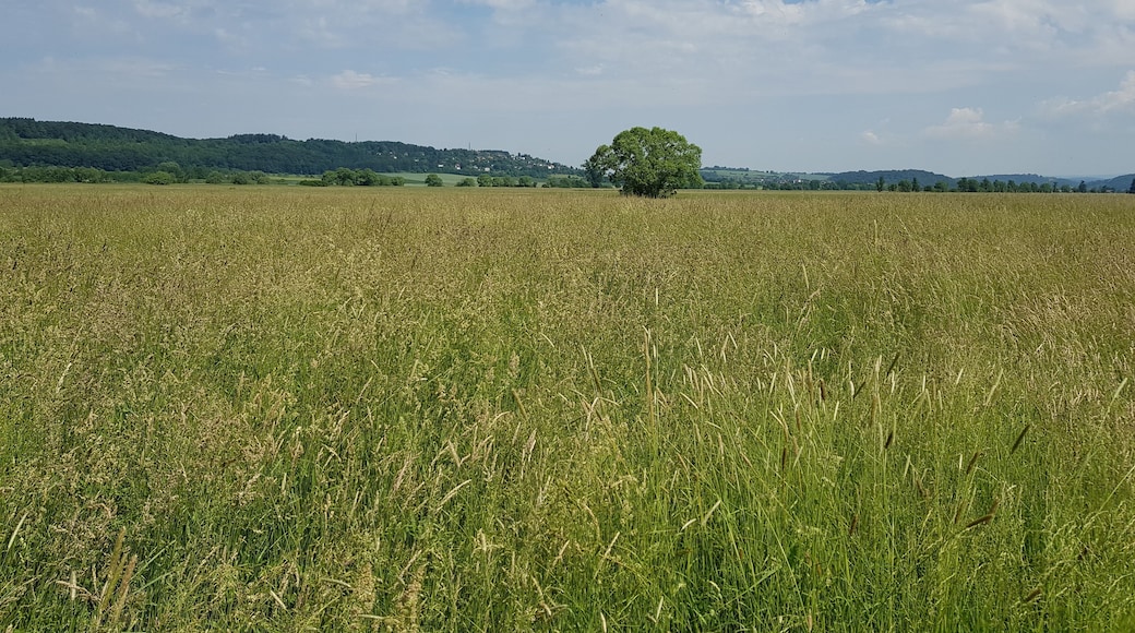 Das Nieder Mockstädter Naturschutzgebiet Umwelt pur .