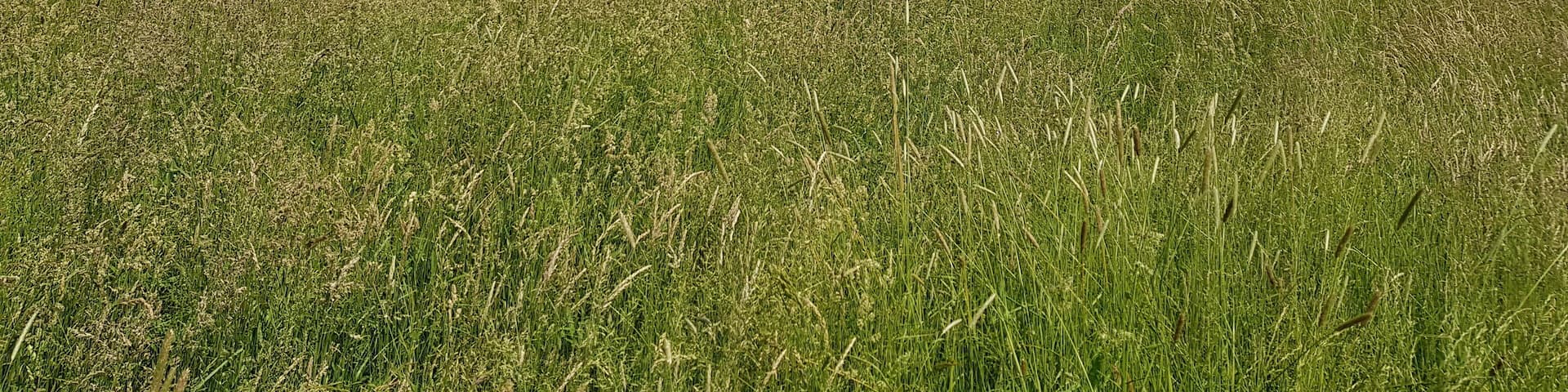 Das Nieder MockstÀdter Naturschutzgebiet Umwelt pur .