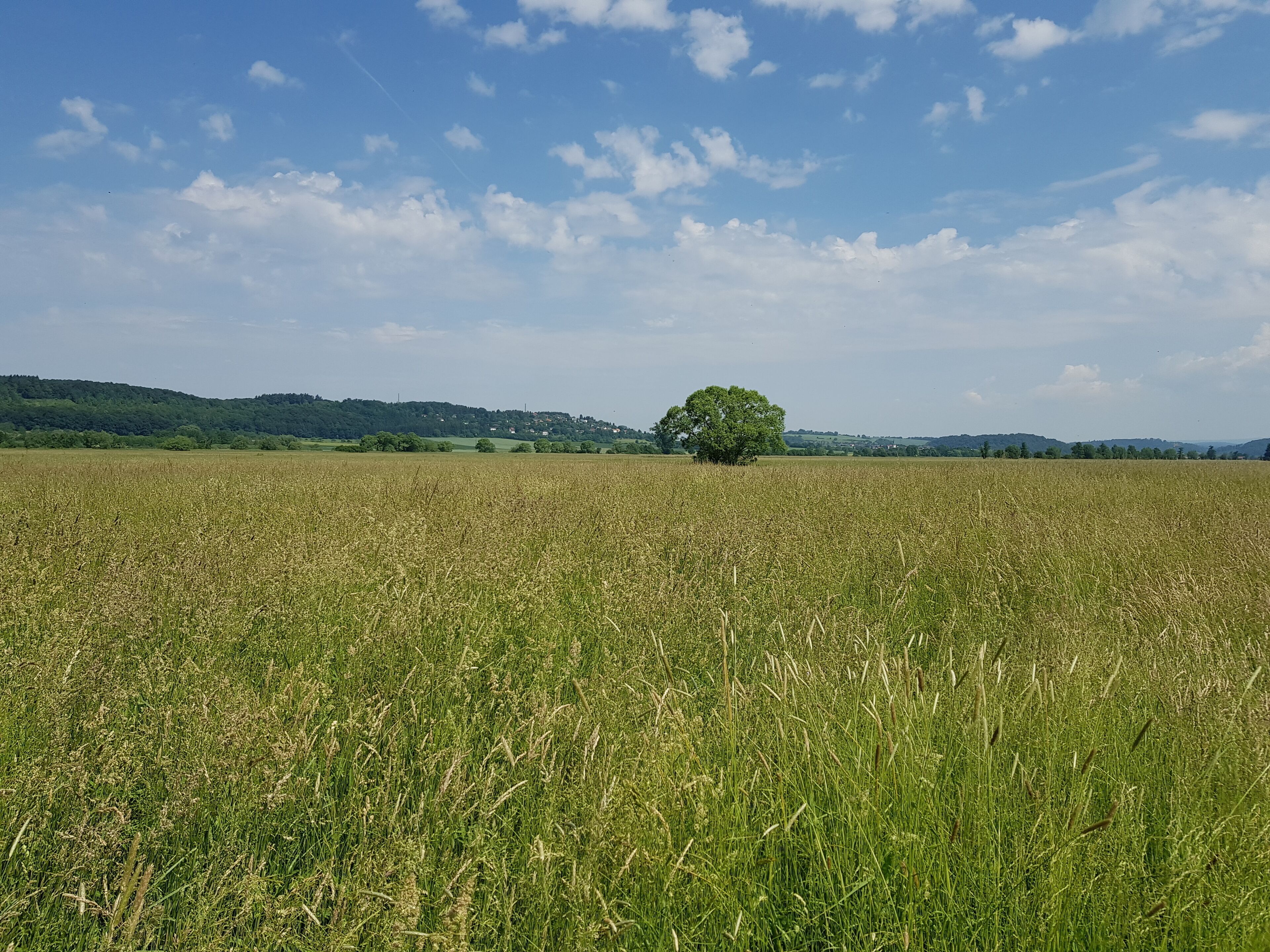 A vast wheat field with a solitary tree in the distance, under a clear blue sky.