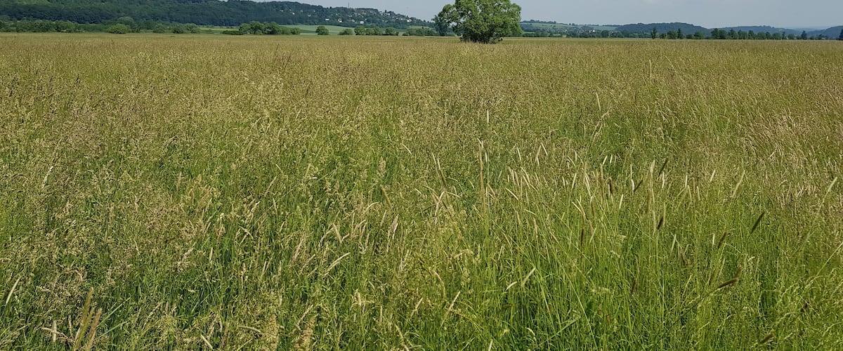A vast wheat field with a solitary tree in the distance, under a clear blue sky.