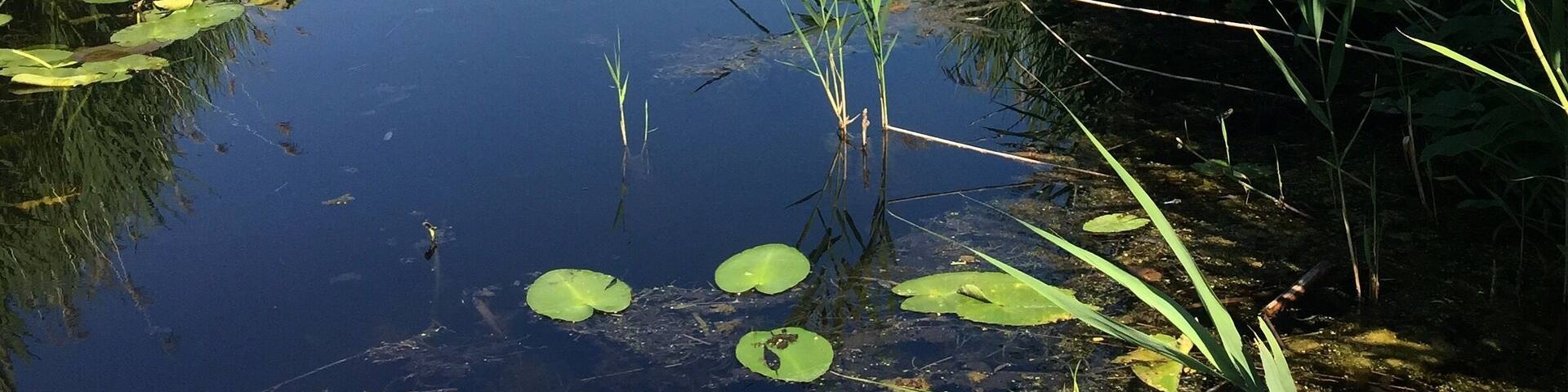 Finding hidden little kayak trails on the way to my happy place! #lovemytown #kayak