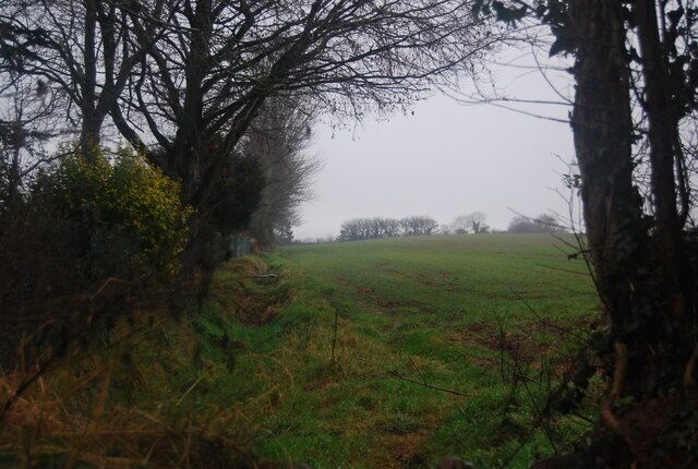 A foggy field with trees and bushes.