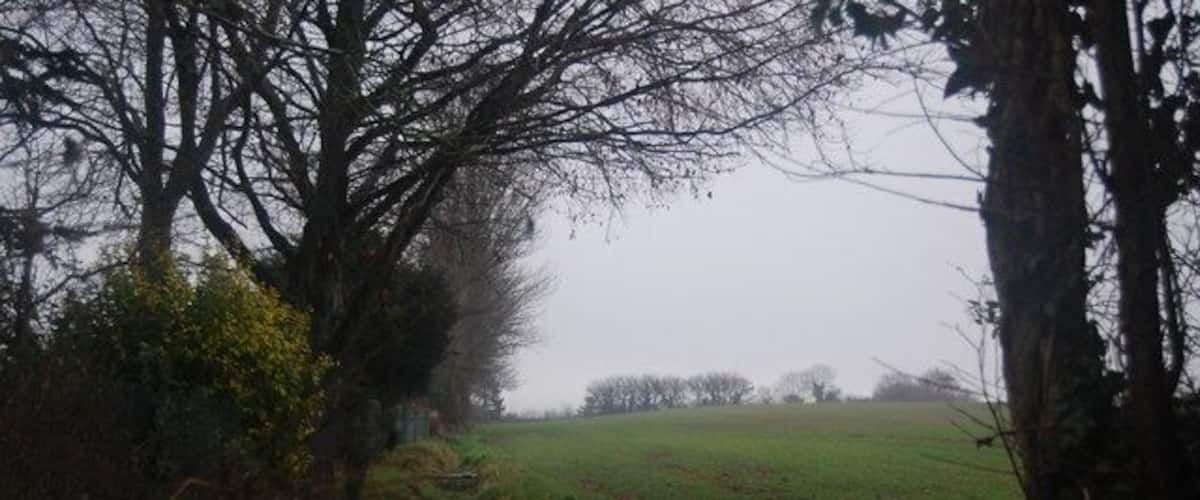 A foggy field with trees and bushes.