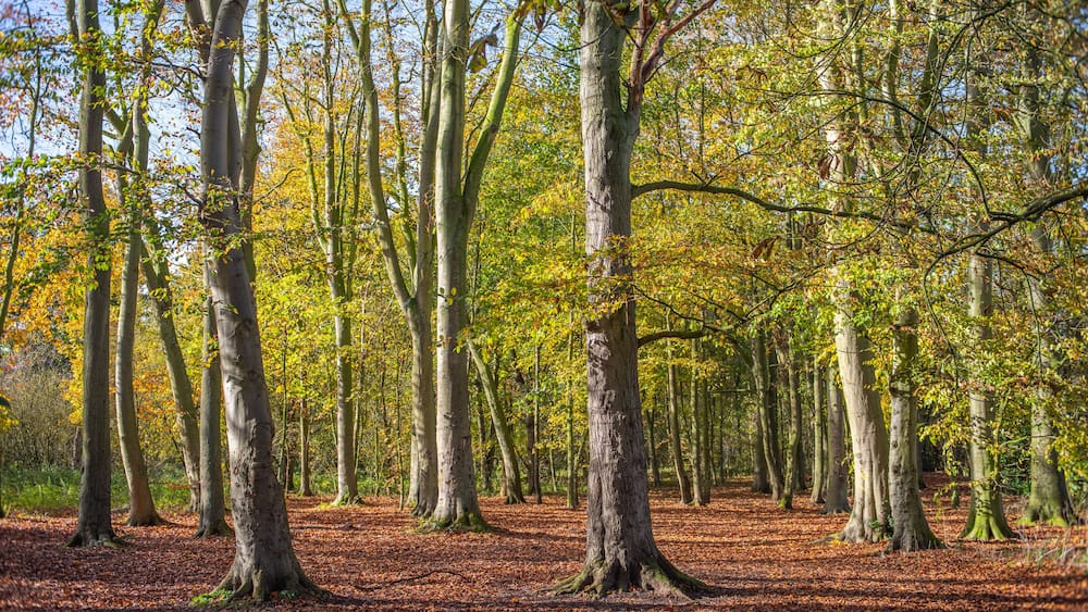 Fall woodland landscape
