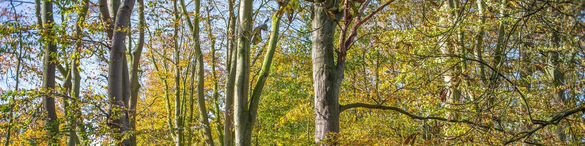 Fall woodland landscape