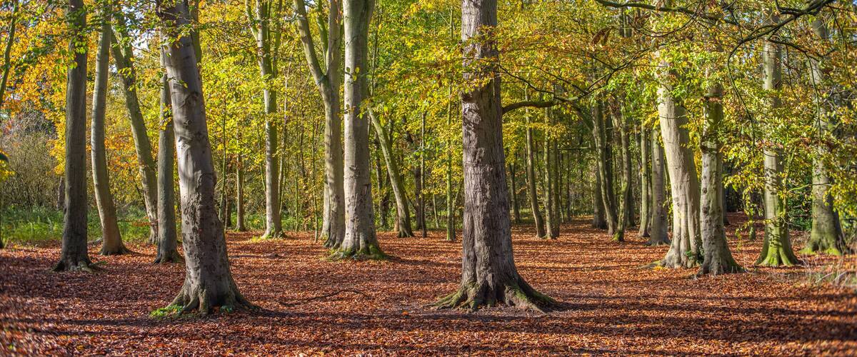 A forest with tall trees and a ground covered in fallen leaves.