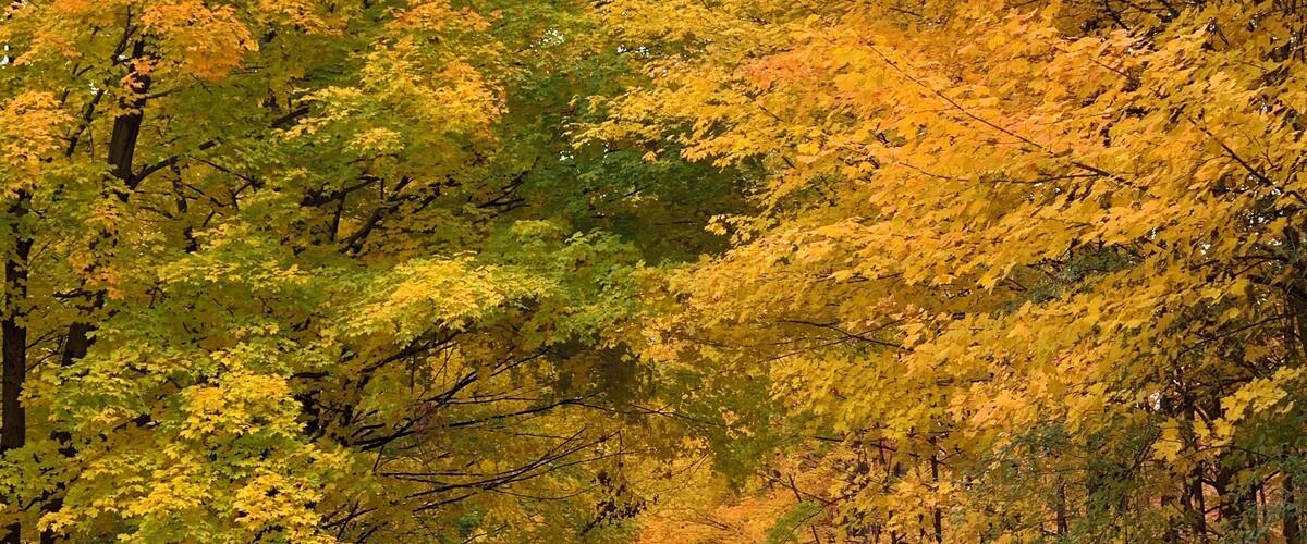 A dirt road flanked by trees with yellow and green leaves.