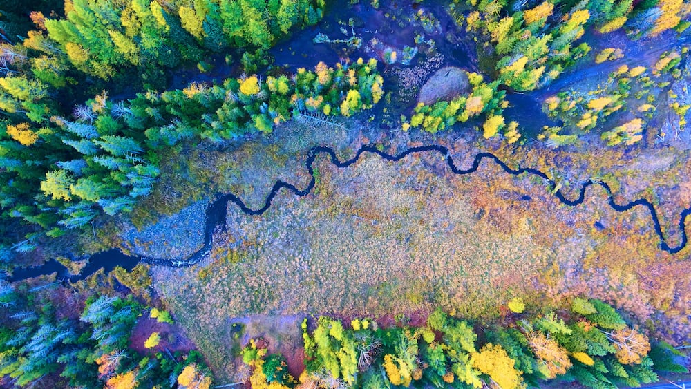 An aerial view of a river winding through a forest with dense foliage and a mix of green and yellow trees.