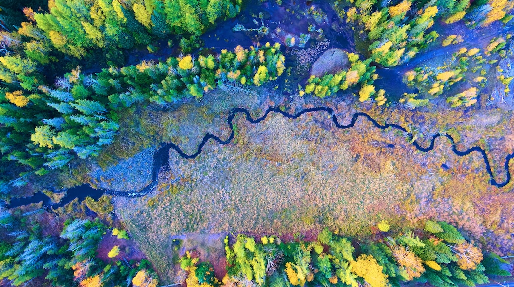 An aerial view of a river winding through a forest with dense foliage and a mix of green and yellow trees.