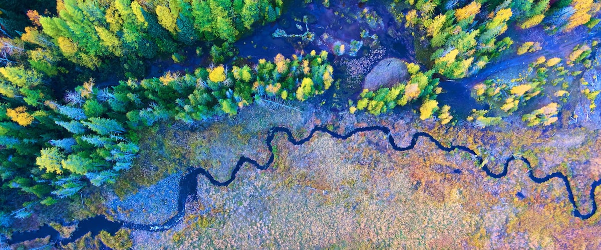 An aerial view of a river winding through a forest with dense foliage and a mix of green and yellow trees.