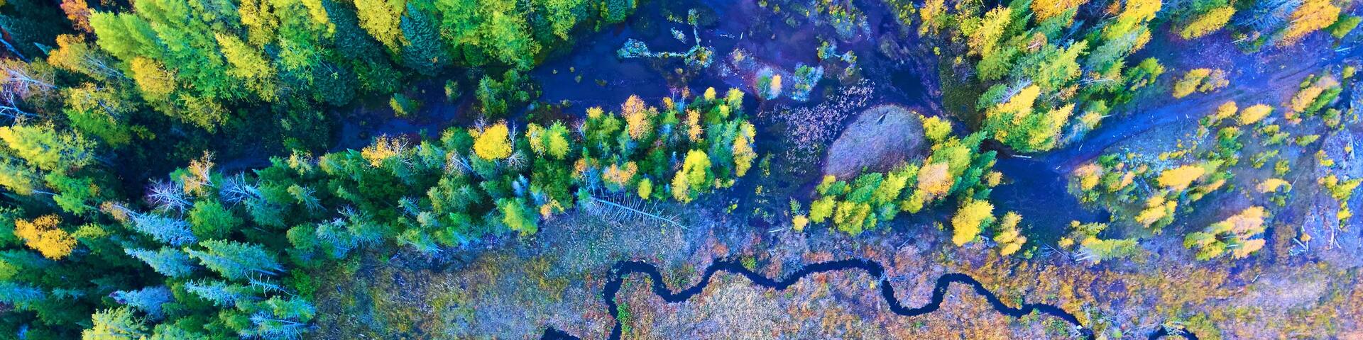 An aerial view of a river winding through a forest with dense foliage and a mix of green and yellow trees.