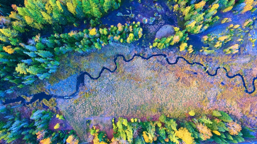 Vista aérea de un río serpenteando por un bosque con follaje denso y una mezcla de árboles verdes y amarillos.
