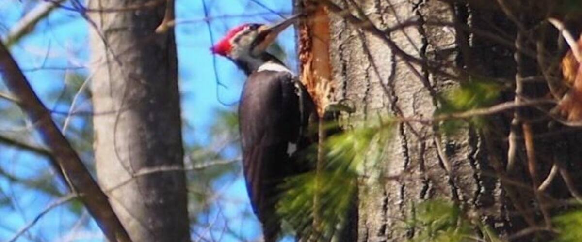 A woodpecker with a red head perched on a tree trunk.