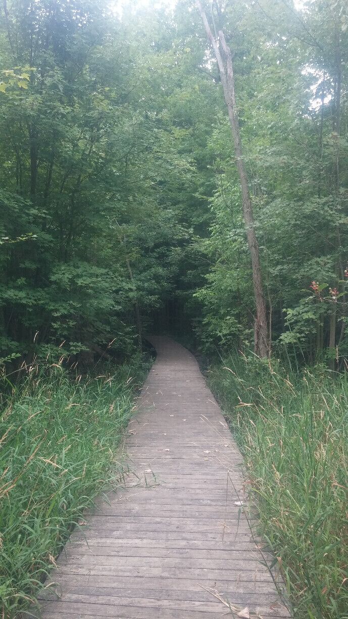 One of the boardwalks heading from the marshlands to a forested area of Crosswinds Marsh Preserve, a wetlands created when the Detroit airport destroyed 200 acres of wetland to expand its runways. State law requires developers to create or set aside 1.5 acres of wetlands for every acre destroyed so the Metro Airport Authority bought dry farmland nearby and flooded it in 1994 to create a 304-acre marsh and the 1,050-acre park. Oddly enough before it was farmland, the area was originally a wetlands.
