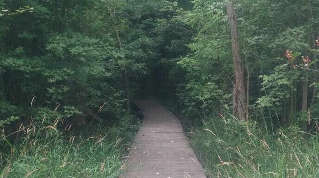 One of the boardwalks heading from the marshlands to a forested area of Crosswinds Marsh Preserve, a wetlands created when the Detroit airport destroyed 200 acres of wetland to expand its runways. State law requires developers to create or set aside 1.5 acres of wetlands for every acre destroyed so the Metro Airport Authority bought dry farmland nearby and flooded it in 1994 to create a 304-acre marsh and the 1,050-acre park. Oddly enough before it was farmland, the area was originally a wetlands.