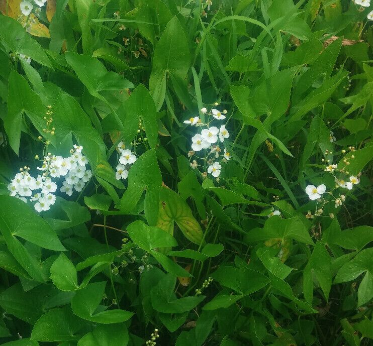 The arrow shaped leaf gives Sagittaria latifolia its common name of Broadleaf Arrowhead but its showy racemes of yellow centered white flowers is what garners attention. The plant grows in shallow wetlands in colonies that can encompass quite an area.