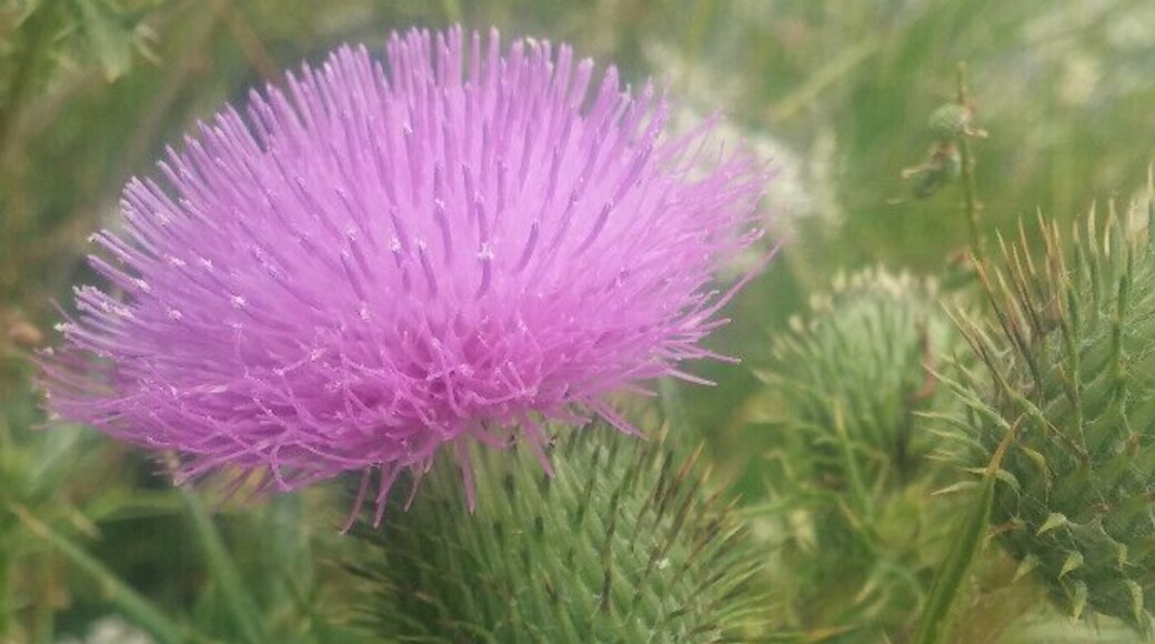 What is a bane to most gardeners can be bright and beautiful while hiking along the boardwalks of Crosswinds Marsh Preserve.
