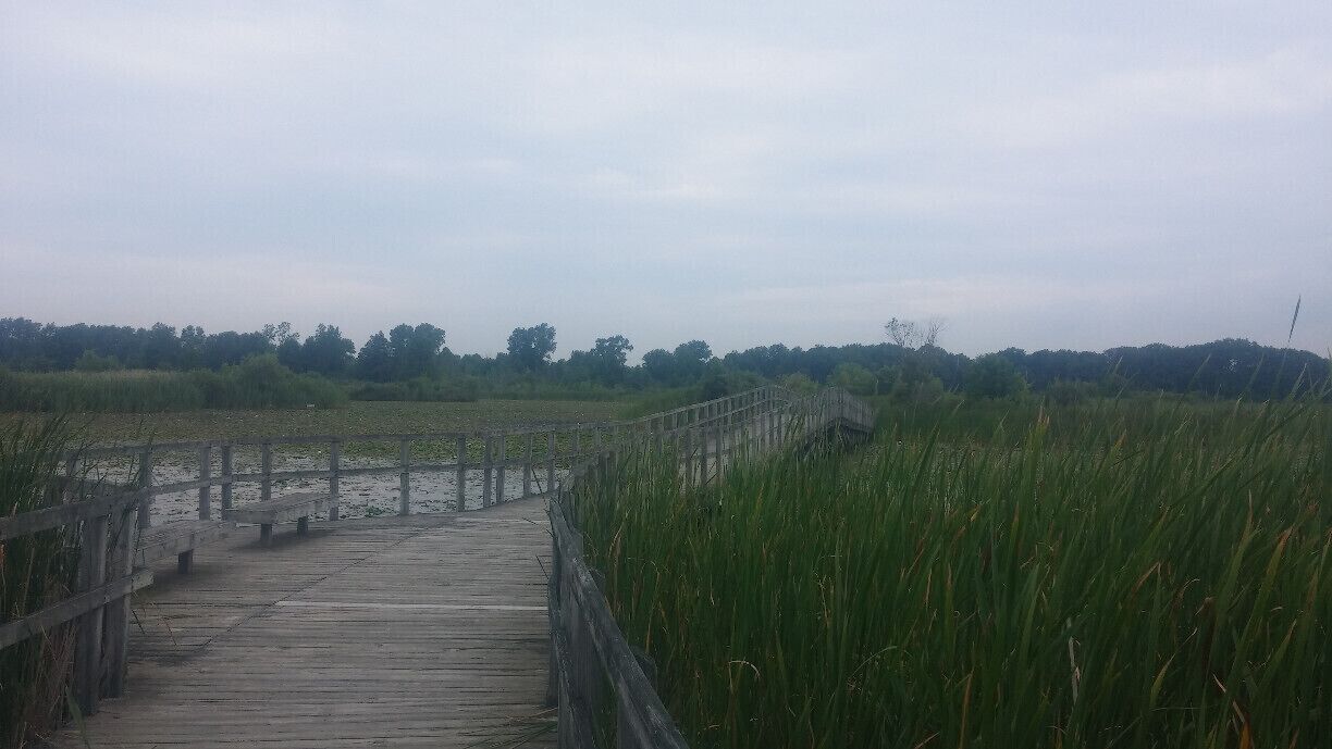 A view of just some of the 1.4 miles of boardwalk at Crosswinds Marsh Preserve, a wetlands created when the Detroit airport destroyed 200 acres of wetland to expand its runways. State law requires developers to create or set aside 1.5 acres of wetlands for every acre destroyed so the Metro Airport Authority bought dry farmland nearby and flooded it in 1994 to create a 304-acre marsh and the 1,050-acre park. Oddly enough before it was farmland, the area was originally a wetlands.