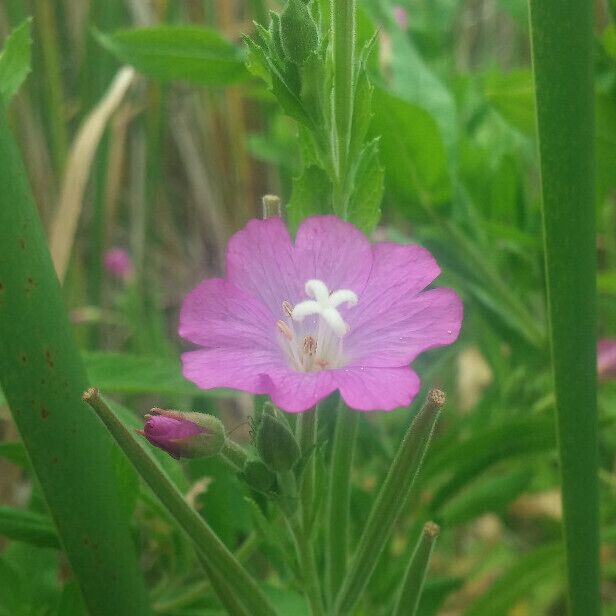 Una flor rosa con centros blancos, rodeada de follaje verde.