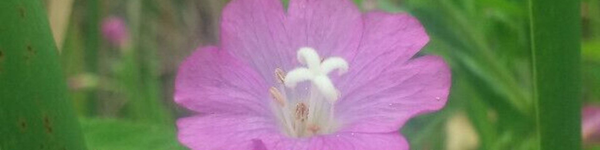 Una flor rosa con centros blancos, rodeada de follaje verde.