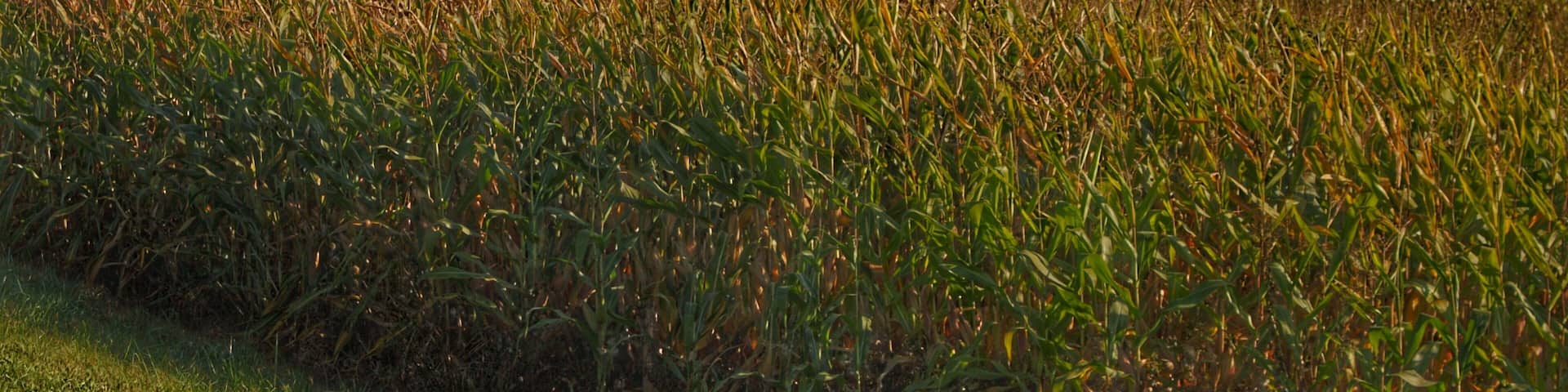 0104 - Slattery Road Farm and Cornfield II (0104-BAR-092617-0936A)