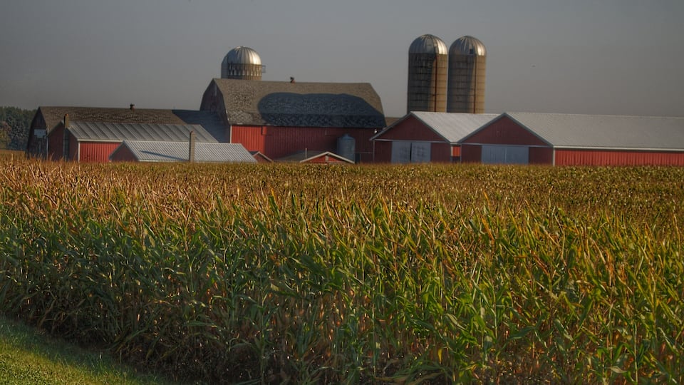 A cornfield with a barn and silos.