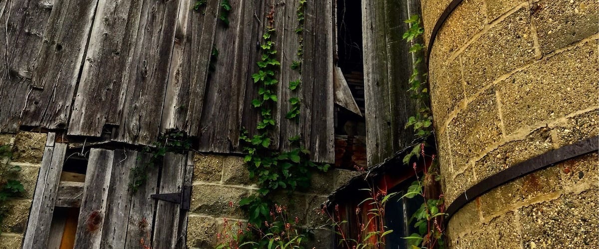 A weathered wooden barn with a partially open door and ivy growing on its side.