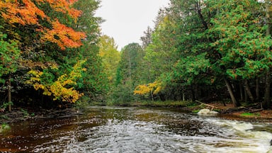 A river flowing through a forest with autumn-colored trees.
