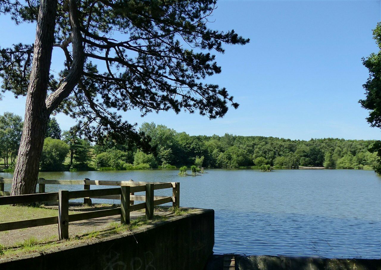 Osborne's Pond, Shipley Park. Originally a feeder reservoir to the Nutbrook Canal which served the Shipley Hall collieries. Now part of Shipley Country Park.