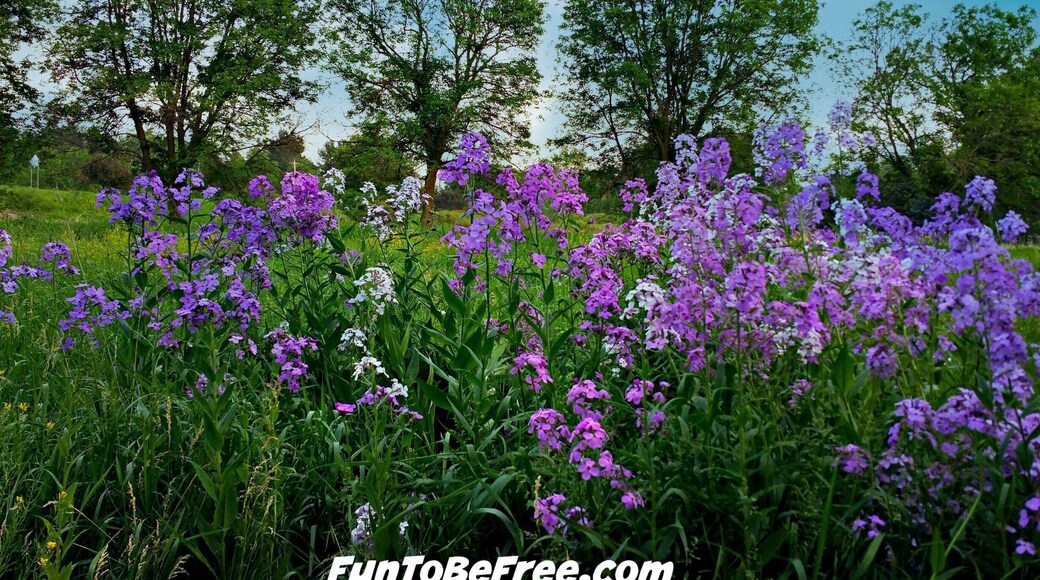 Looking to pull off the hwy and stretch your legs? Check out Rambadt park in MI