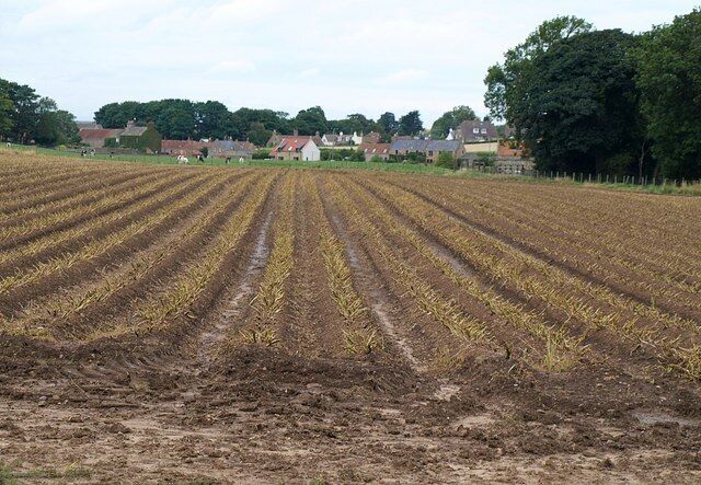 Field, Boarhills. A similar view to 51952, taken from further east, looking along lines of stubble from the A917.