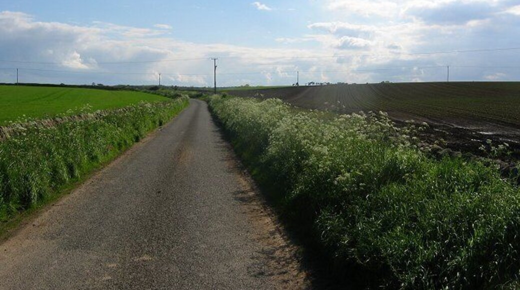 Lane, Kinglassie. Cow parsley and tattie rigs.