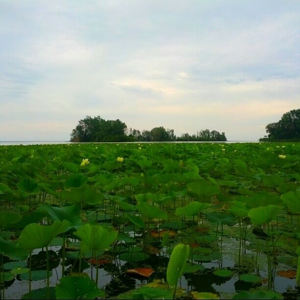 A shot of the lotus beds along Lake Erie with their large pale yellow blooms dotting the field of green lily pads.
