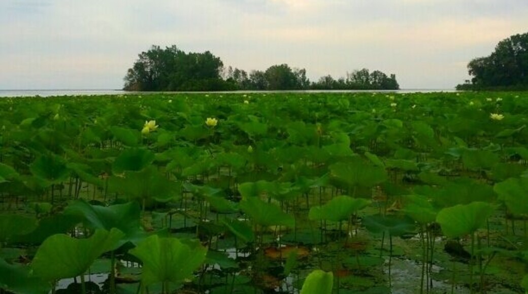 A shot of the lotus beds along Lake Erie with their large pale yellow blooms dotting the field of green lily pads.