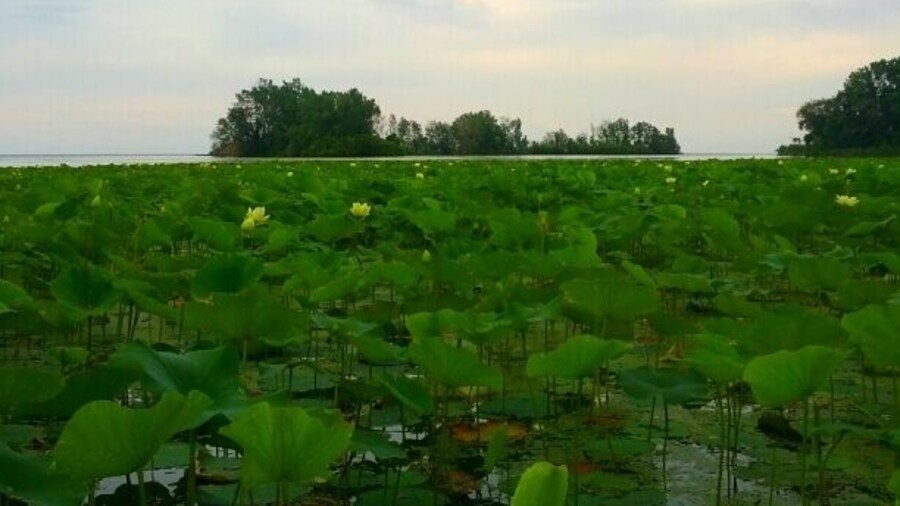 A shot of the lotus beds along Lake Erie with their large pale yellow blooms dotting the field of green lily pads.