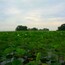 A shot of the lotus beds along Lake Erie with their large pale yellow blooms dotting the field of green lily pads.