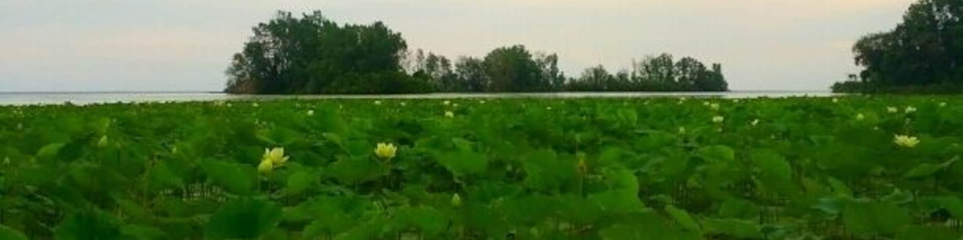A shot of the lotus beds along Lake Erie with their large pale yellow blooms dotting the field of green lily pads.