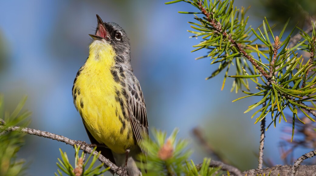 Kirtland's Warbler singing in pine tree