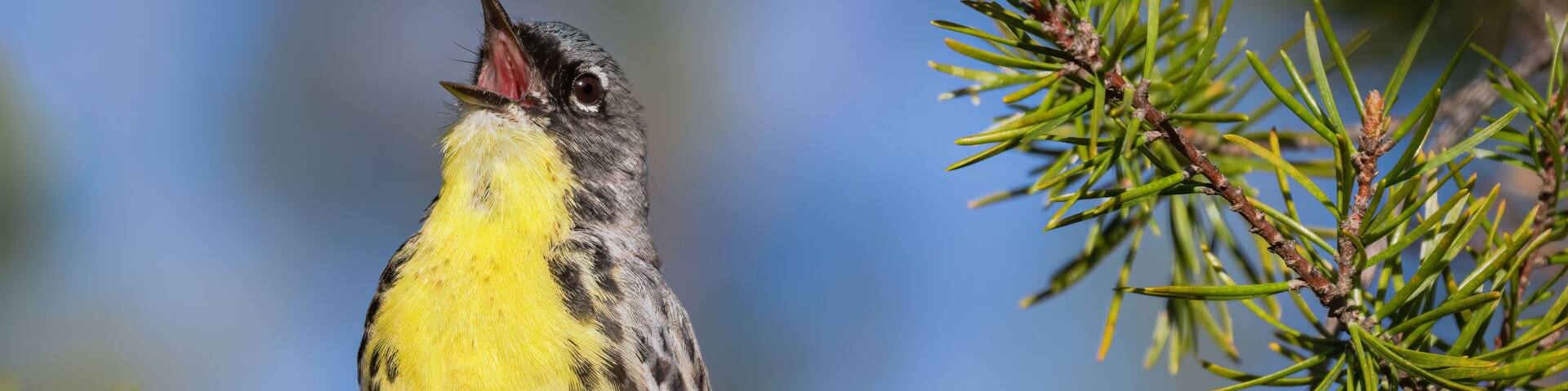 A bird perched on a branch with green needles, set against a clear blue sky.