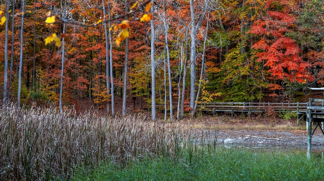 Scenic boardwalk trail along lake in Maybury state park in Michigan