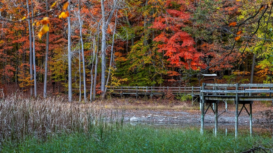 A forest with autumn foliage, a wooden bridge, and a wooden structure.
