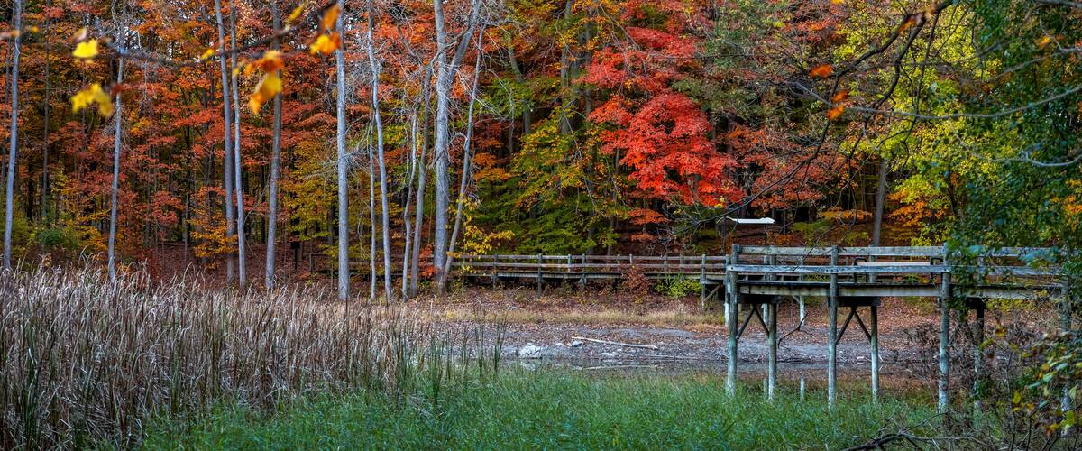 A forest with autumn foliage, a wooden bridge, and a wooden structure.