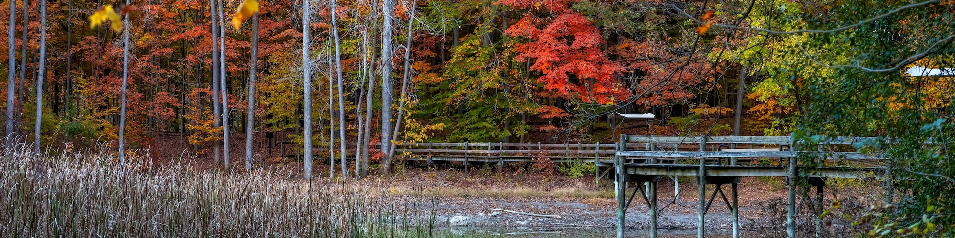 A forest with autumn foliage, a wooden bridge, and a wooden structure.