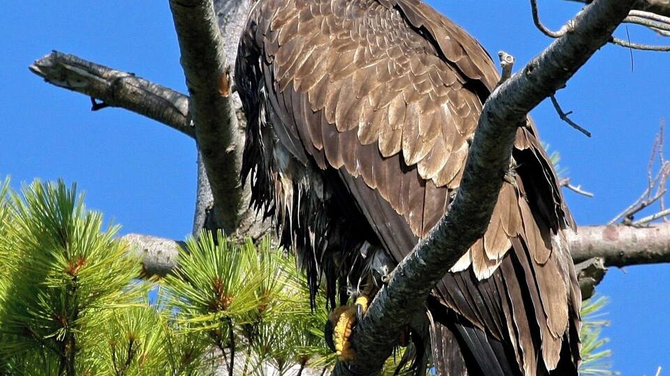 A bird perched on a tree branch.