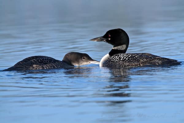Zwei Enten treiben auf ruhigem Wasser.