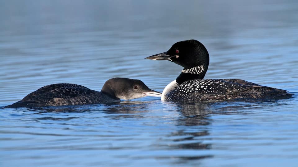 Two ducks floating on calm water.