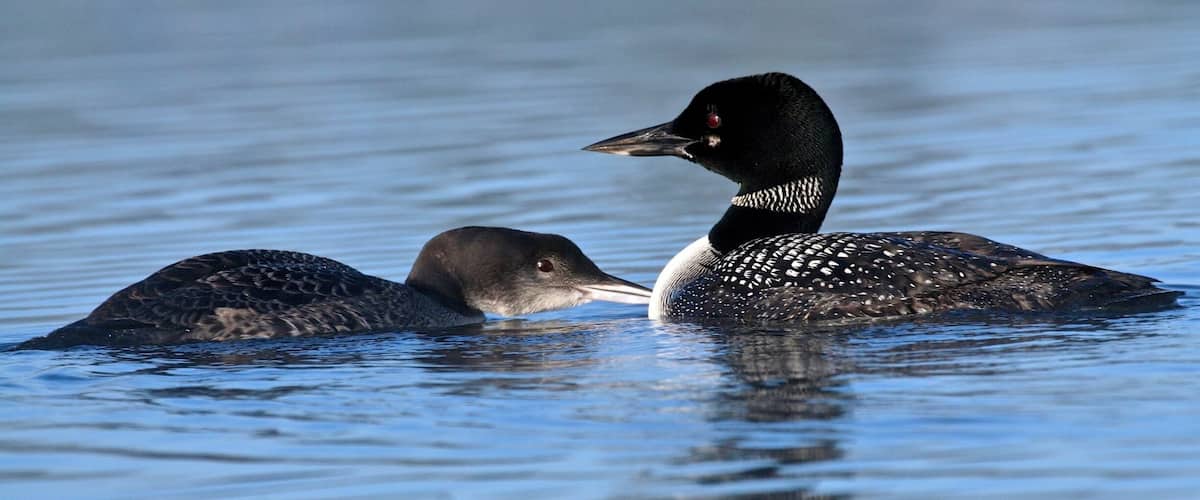 Two ducks floating on calm water.