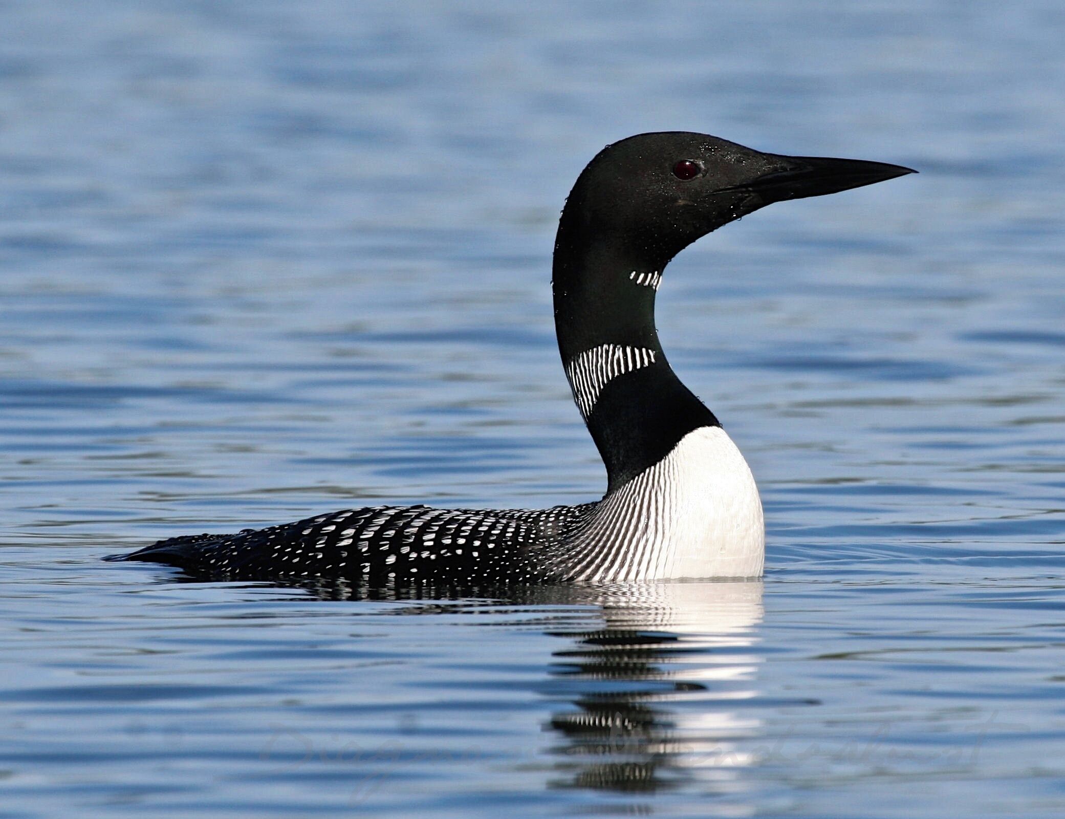 Loons put on an audible and visual display for us every time we visit Devoe Lake in Michigan's Rifle River State Recreation Area.
#waterlust #loon